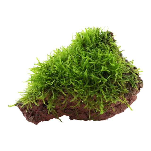 moss 2 transparent.webp (59 KB)